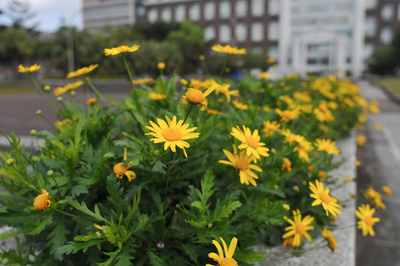 長庚大學_醫學院_Chang Gung University_CGU_Medical_027