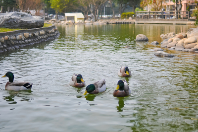 長庚大學_青蛙湖_Chang Gung University_CGU_Lake Frog_002