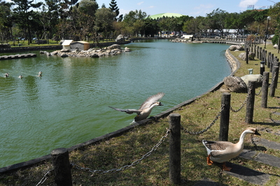 長庚大學_青蛙湖_Chang Gung University_CGU_Lake Frog_019